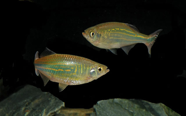 Devario aequipinnatus